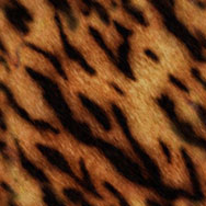 Tiger texture